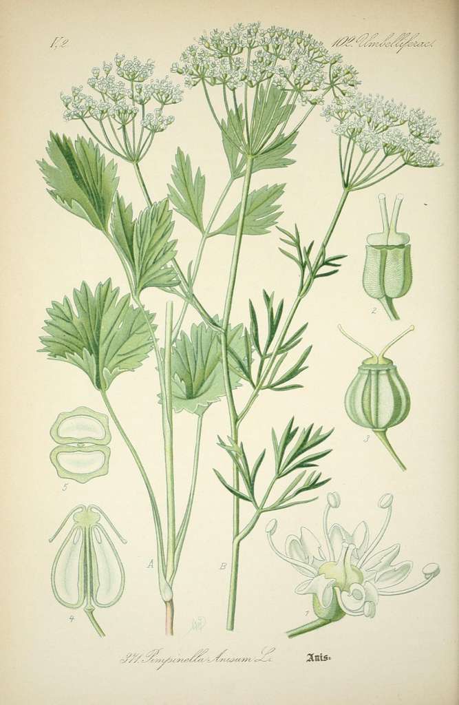 Anis vert (Pimpinella anisum)