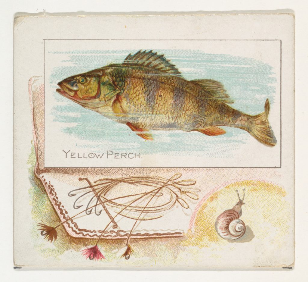Yellow Perch, from Fish from American Waters series (N39) for Allen &  Ginter Cigarettes - PICRYL - Public Domain Media Search Engine Public  Domain Search