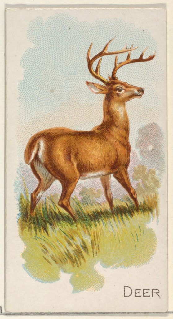 Deer, from the Quadrupeds series (N21) for Allen & Ginter Cigarettes ...