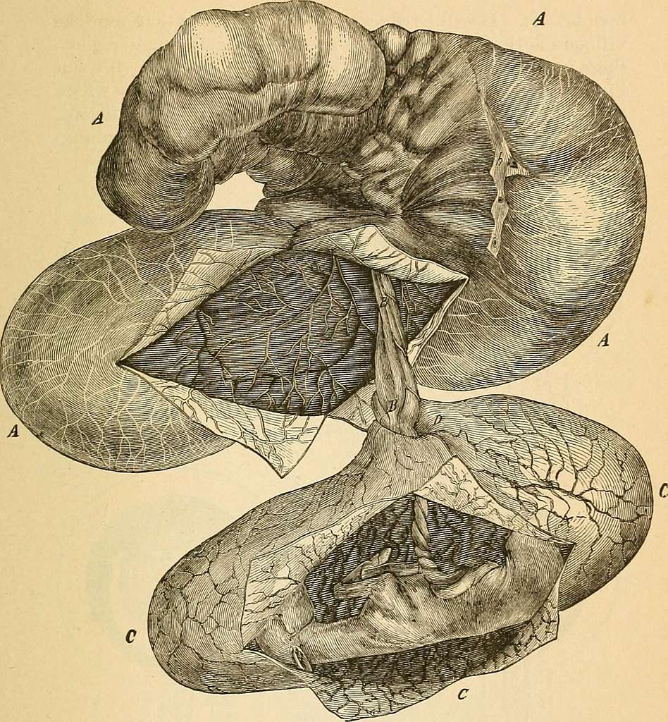 A text-book of comparative physiology for students and