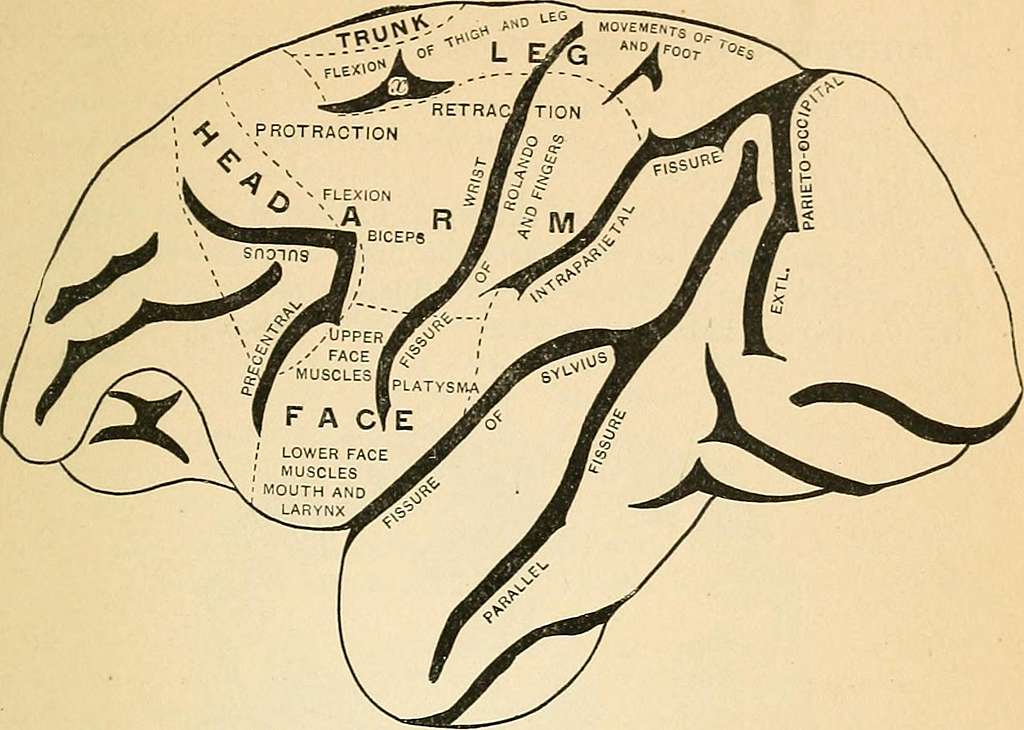 A text-book of comparative physiology for students and