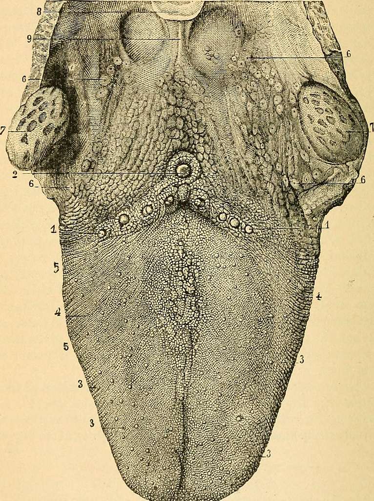 https://cdn2.picryl.com/photo/1890/12/31/a-text-book-of-comparative-physiology-for-students-and-practitioners-of-comparative-e1eae1-1024.jpg