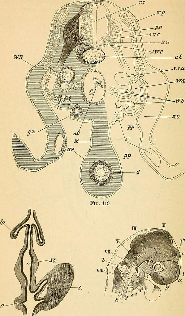 A text-book of comparative physiology for students and