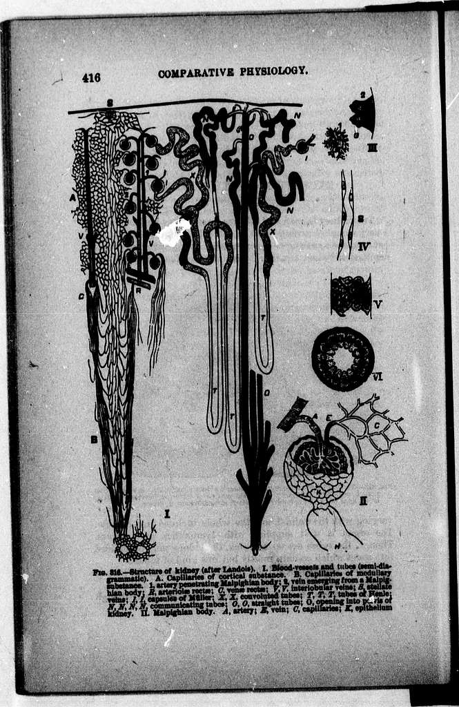 https://cdn2.picryl.com/photo/1890/12/31/a-text-book-of-comparative-physiology-microform-for-students-and-practitioners-2c297d-1024.jpg