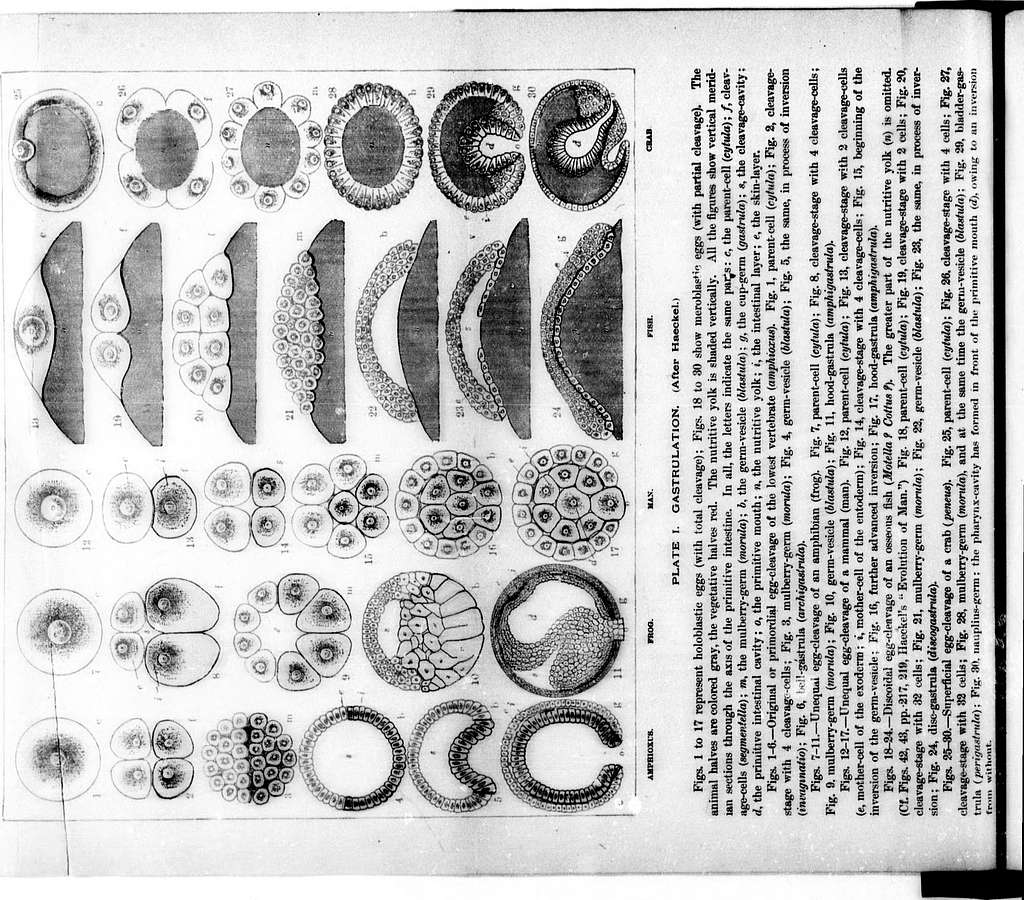 A text-book of comparative physiology for students and