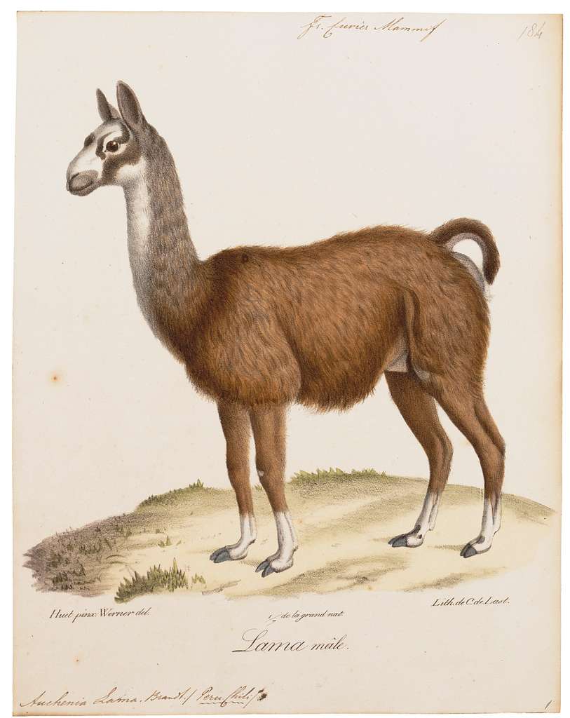 Auchenia lama - 1700-1880 - Print - Iconographia Zoologica - Special  Collections University of Amsterdam - UBA01 IZ21600105 - PICRYL - Public  Domain Media Search Engine Public Domain Search