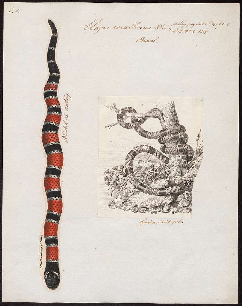 Mother Snake, Wikia Liber Proeliis