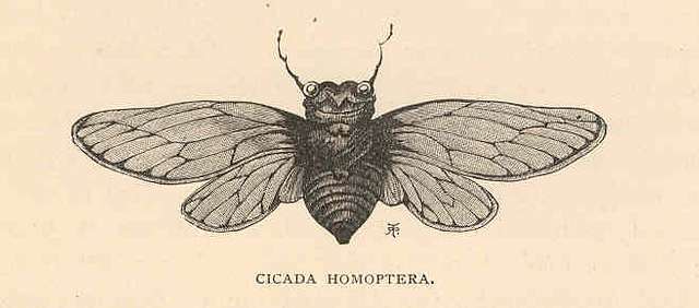 cicada scientific drawing