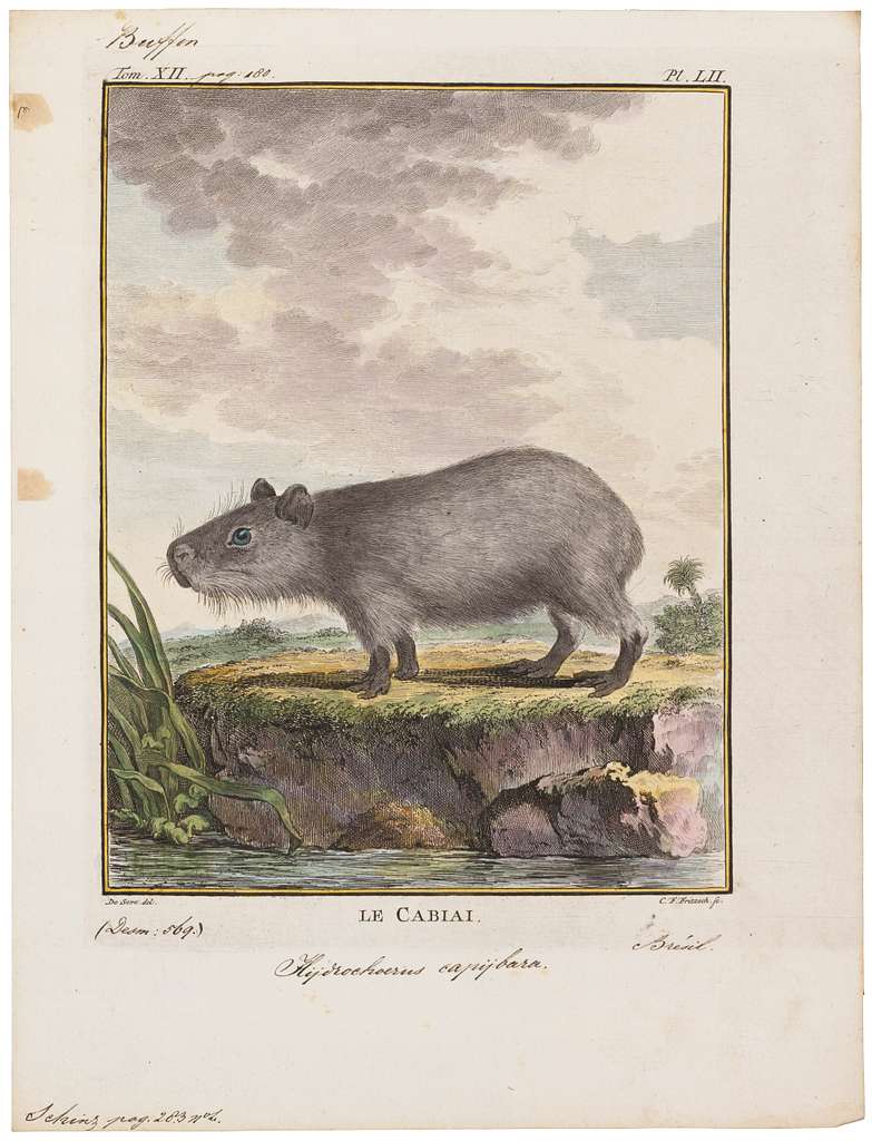 Prints of Digital illustration of Capybara (Hydrochoerus