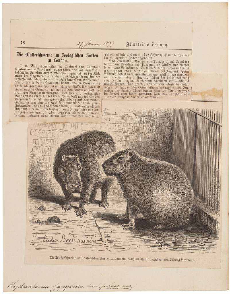 Hydrochoerus capybara - 1700-1880 - Print - Iconographia Zoologica -  Special Collections University of Amsterdam - UBA01 IZ20600079 - PICRYL -  Public Domain Media Search Engine Public Domain Search