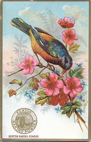 Birds of Victorian Era Vintage Digikit Digital Kit Digital