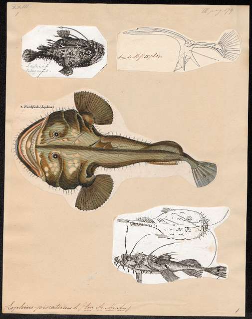 Fishing Frog, or Common Angler, Lophius Piscatorius - NYPL Digital  Collections