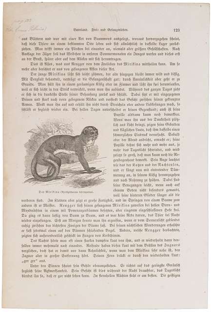 Nyctipithecus Trivirgatus - 1700-1880 - Print - Iconographia Zoologica 