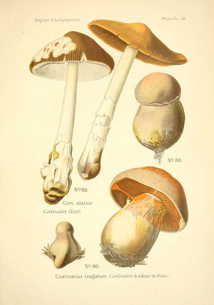 Atlas des champignons comestibles et vénéneux (Planche 37) (6358021729 ...