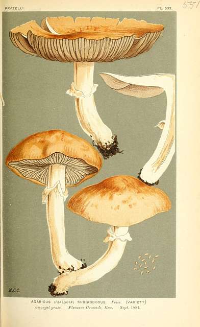 Illustrations of British Fungi (Hymenomycetes), to serve as an atlas to ...