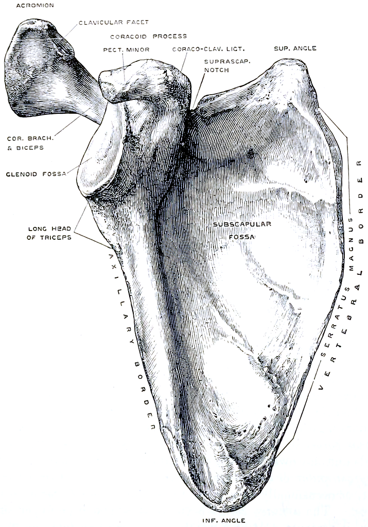 Quain's elements of anatomy (1891) - Vol2 Part1- Fig 088 - PICRYL ...