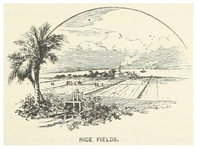 Premium Photo | Rice field landscape watercolor