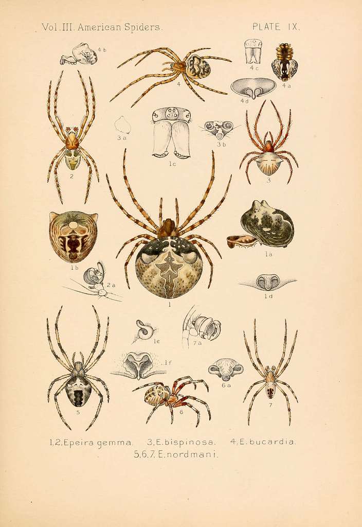 American Spiders Tab Vintage Natural History Illustration 