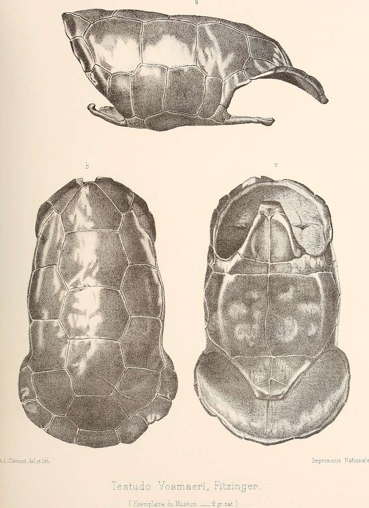 Centenaire de la fondation du Muséum d'histoire naturelle 10 juin 1793 ...