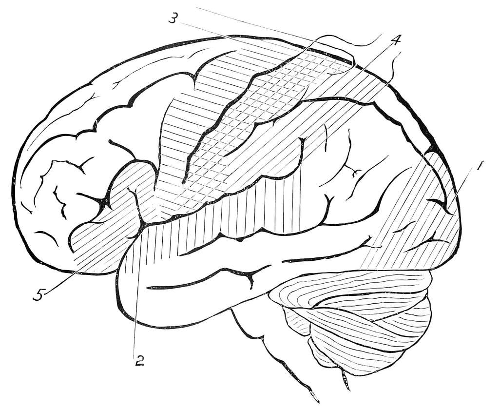 The Brain | Brain diagram, Academic motivation, Bts quotes