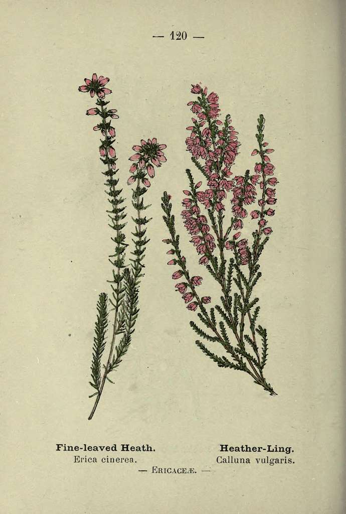 Bouquet of Heather Calluna Vulgaris, Erica, Ling Decorated Satin