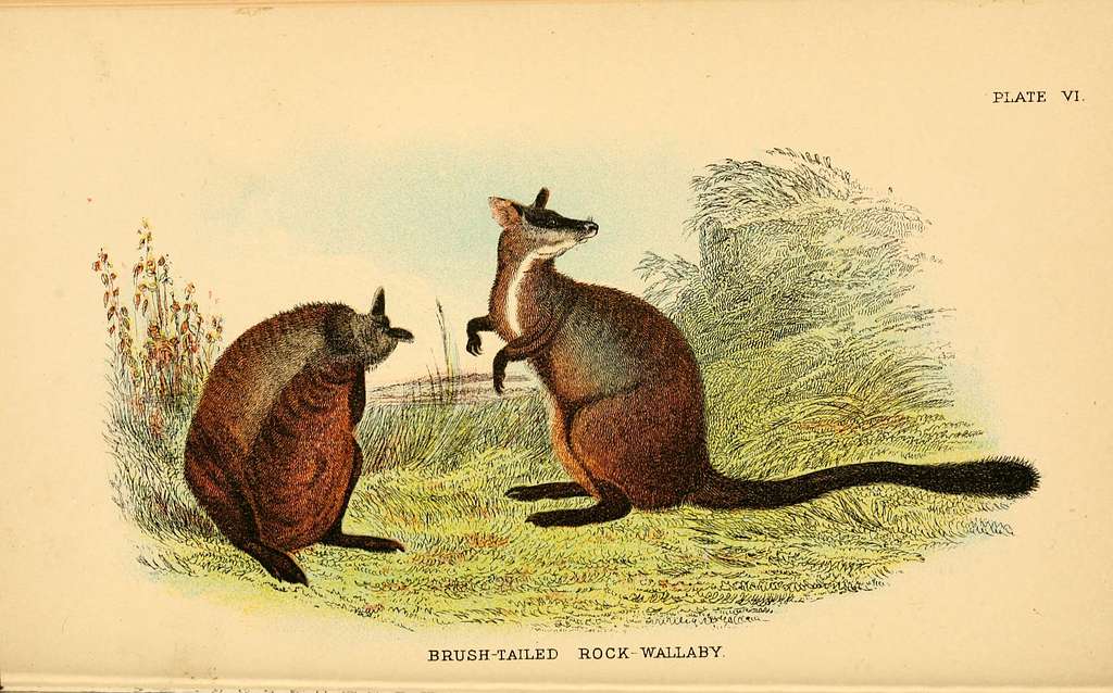 A hand-book to the marsupialia and monotremata (Plate VI) (6008373189 ...