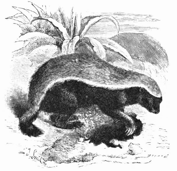 Indian Ratel Lyd - Public domain zoological illustration