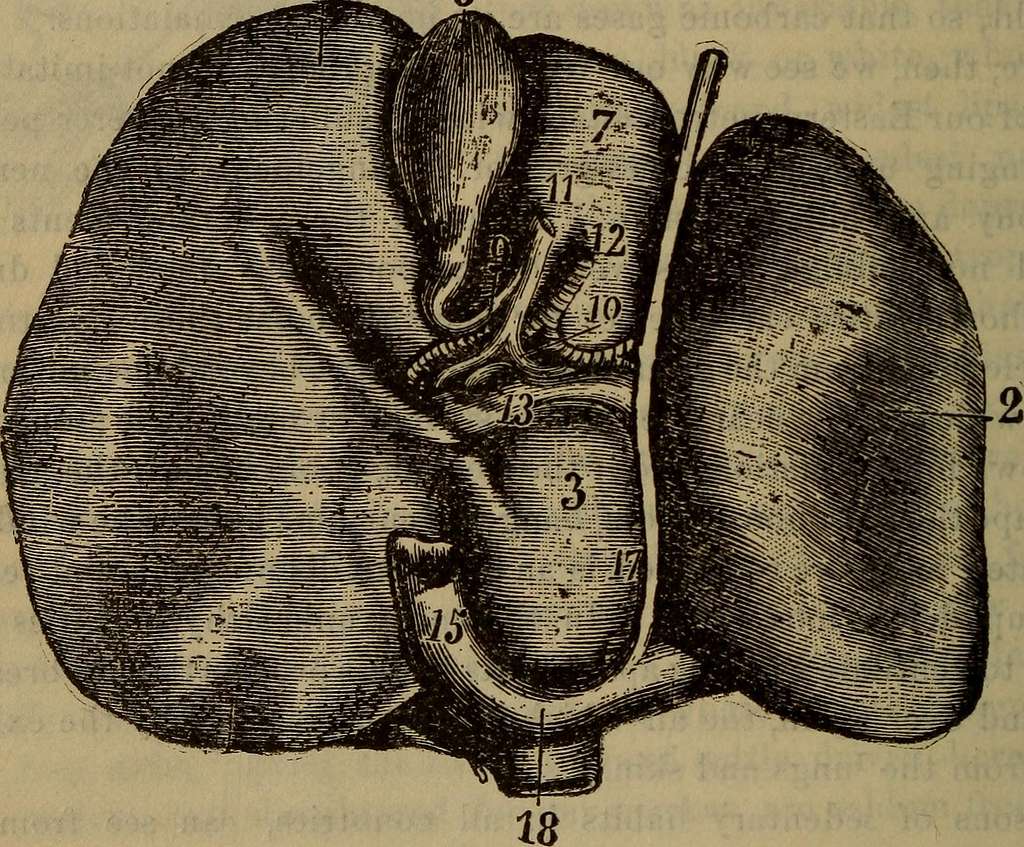 On retro-peritoneal hernia : being the 'Arris and Gale' lectures on the  'The anatomy and surgery of the peritoneal fossae' : delivered at the Royal  College of Surgeons of England in