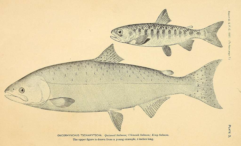 The book of fish and fishing; (1908) (14587614849) - PICRYL - Public Domain  Media Search Engine Public Domain Search