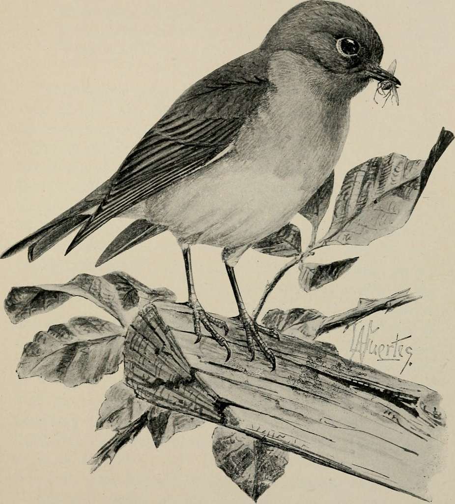 Birds of Prey — Osgood Public Library