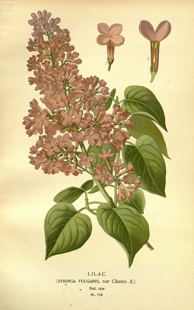 Syringa vulgaris - Wikipedia