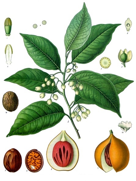 Myristica fragrans illustration by Franz Eugen Köhler in Köhler's Medizinal-Pflanzen, 1897