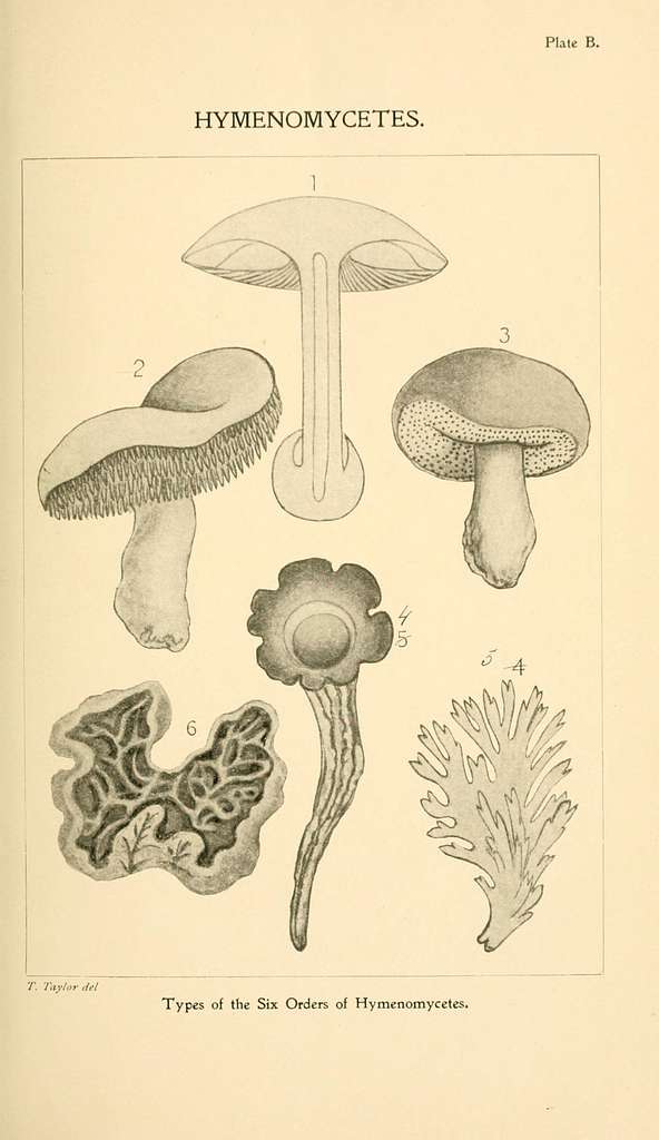 Student´s Hand-Book of Mushrooms of America by Thomas Taylor