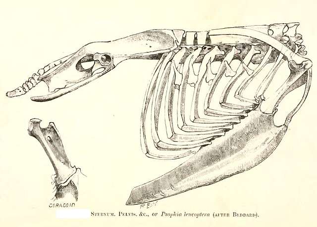 The Skeleton of the Trunk of a Falcon which articulates with the sternum,  vintage line drawing or engraving illustration.:: tasmeemME.com