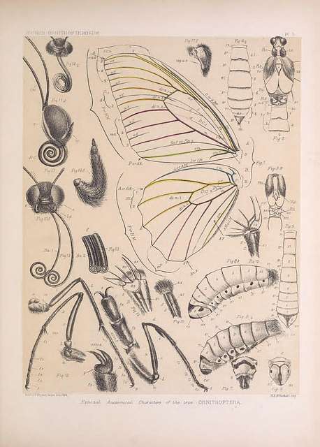 58 Papilionidae illustrations Images: PICRYL - Public Domain