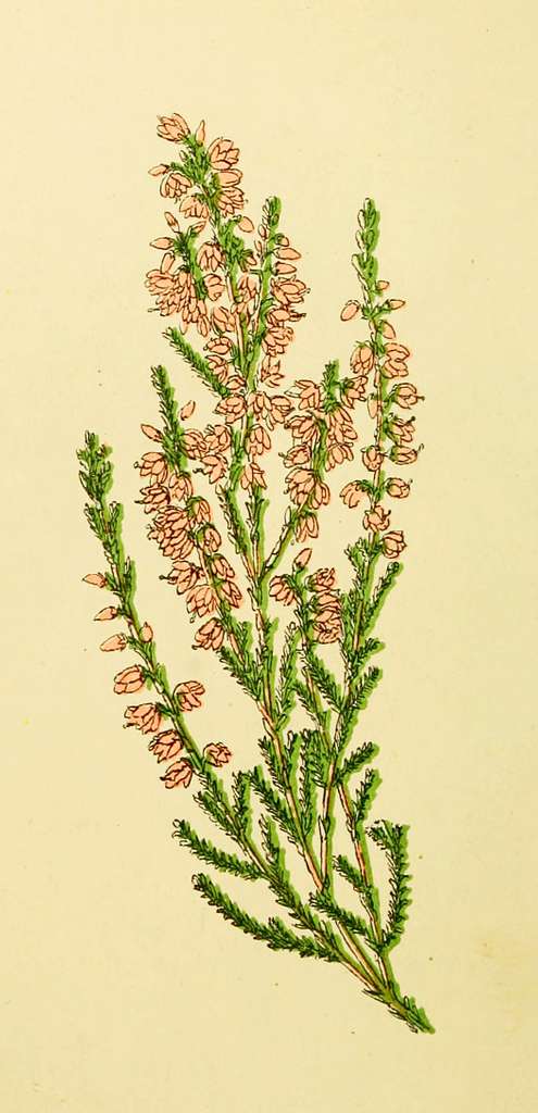 Erica Cinerea. Calluna Vulgaris. - Ericaceae. Fine-Leaved Heath
