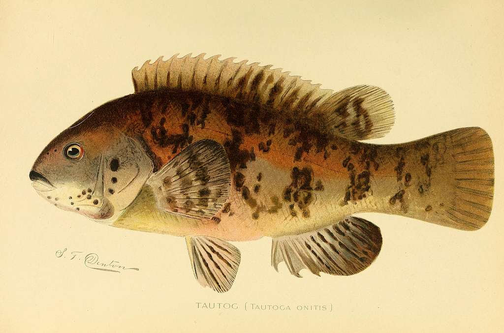 Annual report of the Forest, Fish and Game Commission of the State of New  York . iation has been made for thepurpose since 1897, as the work was  apparently very thoroughly