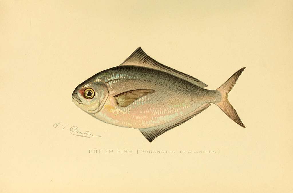 Annual report of the Forest, Fish and Game Commission of the State of New  York . iation has been made for thepurpose since 1897, as the work was  apparently very thoroughly