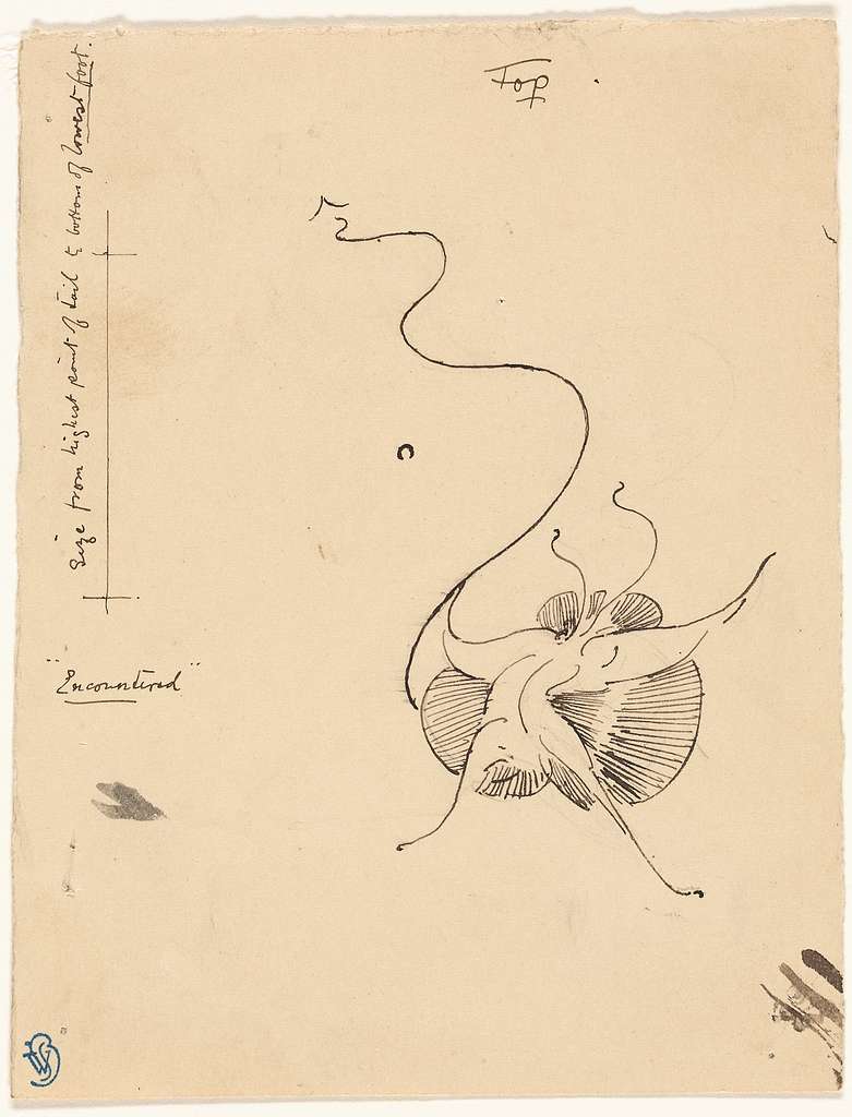 butterfly-encountered-recto-sketch-for-tailpiece-verso-picryl