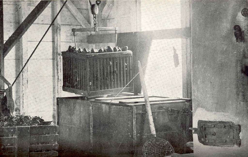 https://cdn2.picryl.com/photo/1899/12/31/fmib-38945-boiling-live-lobsters-preparatory-to-shipping-in-ice-showing-boiler-836793-1024.jpeg