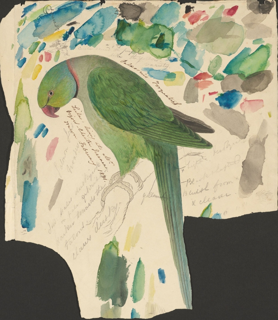 Green Indian Ringneck Parrot