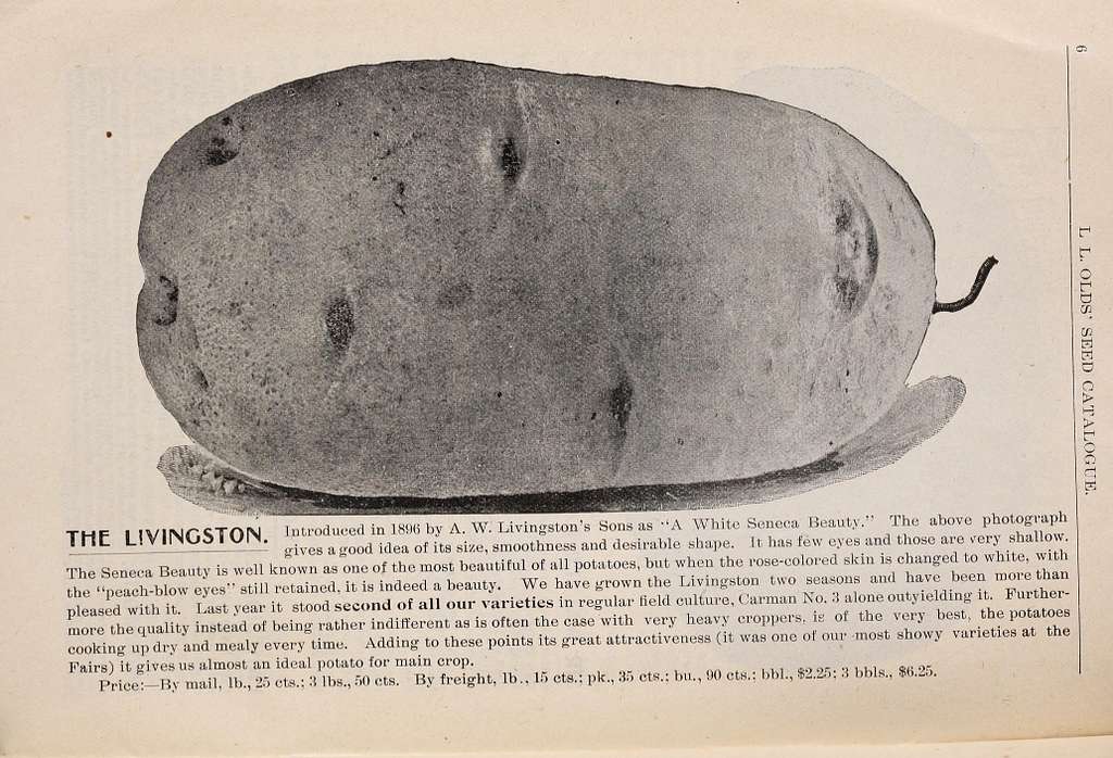 California Seed House 1899 : catalogue. Nursery stock California San Diego  Catalogs; Vegetables Seeds Catalogs; Grasses Seeds Catalogs; Flowers Seeds  Catalogs; Gardening Equipment and supplies Catalogs. Blood Turnip Beet.  Golden Wax.