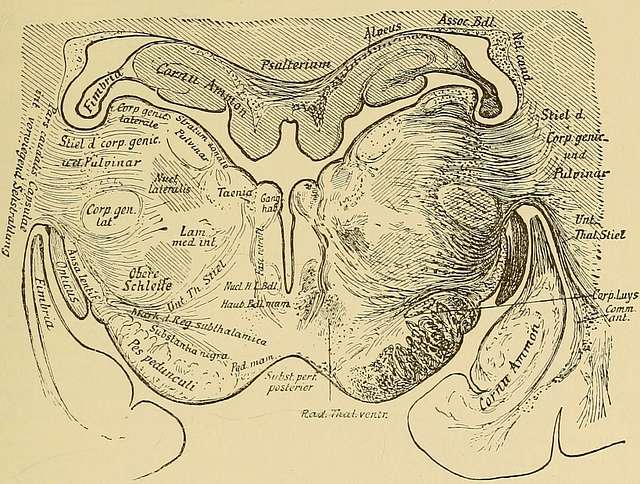 The anatomy of the central nervous system of man and of vertebrates in