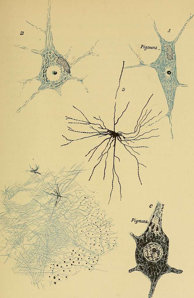 The anatomy of the central nervous system of man and of vertebrates in