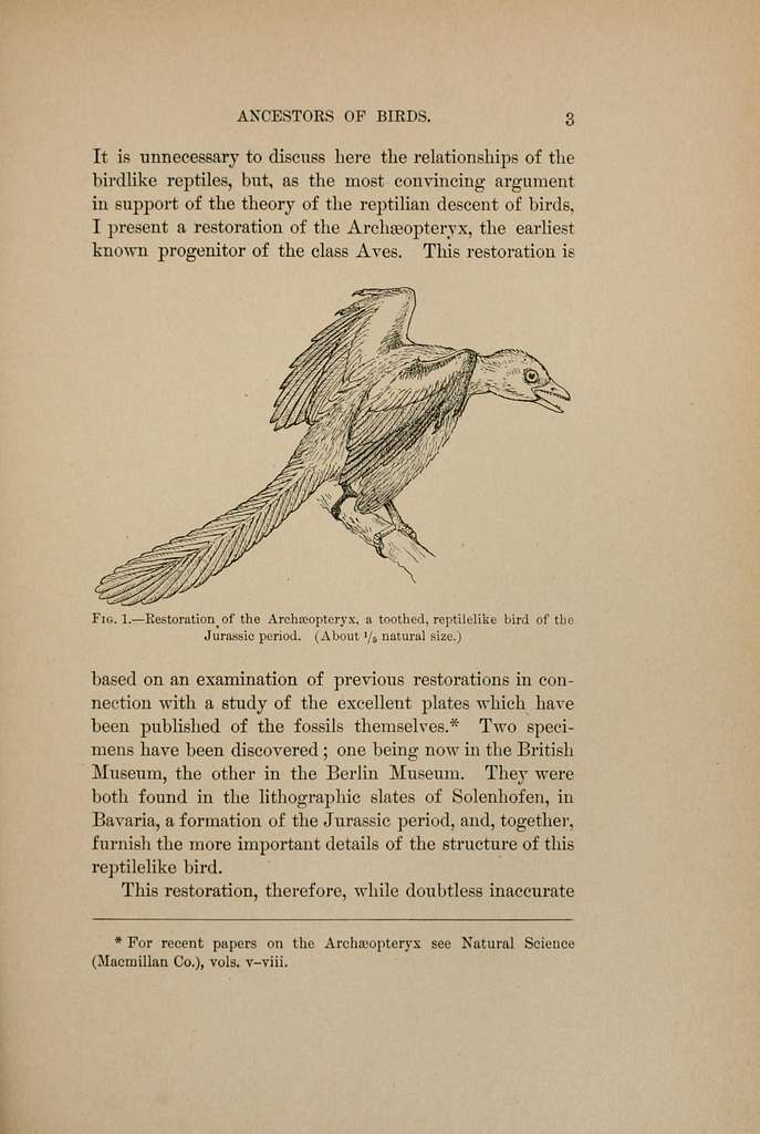 v.13 (1970) - Check-list of birds of the world - Biodiversity Heritage  Library