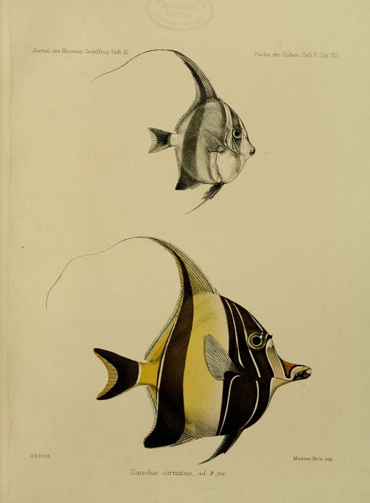 Fish Drawing Clipart Vector Design Illustration. Fish Set. Vector Clipart  Print - Etsy Norway