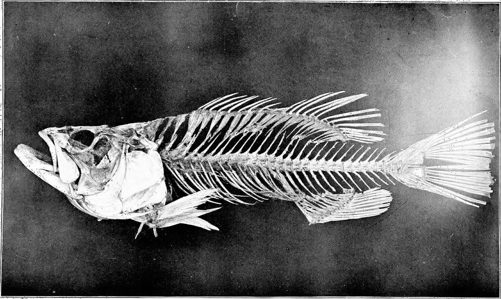The skeleton of the black bass (1900) (14586465960) - PICRYL - Public  Domain Media Search Engine Public Domain Image