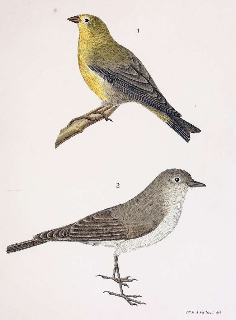 Figuras i descripciones de aves chilenaspg 169 - PICRYL Public Domain ...