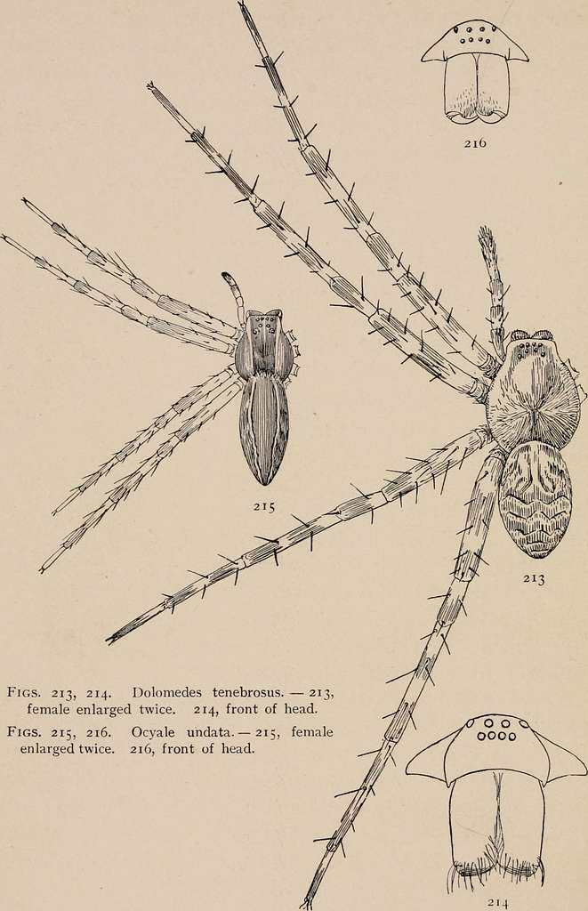 The common spiders of the United States. Spiders. 2l6 THE COMMON