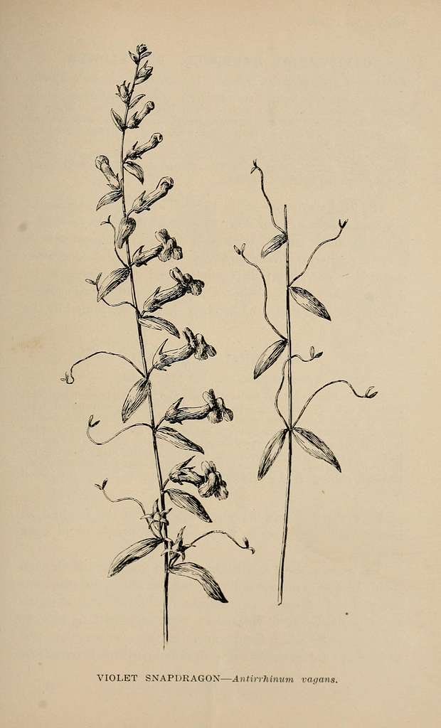 11 Antirrhinum botanical illustrations Images PICRYL Public